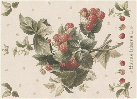 Rubus Idaeus 3